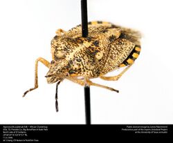 Agonoscelis puberula Stål -- African Clusterbug (25095478665).jpg