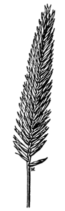 Agropyron desertorum drawing.png