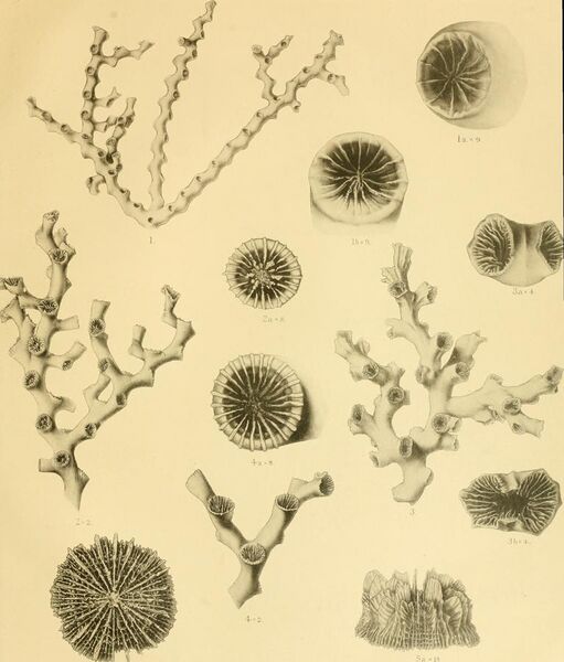 File:An account of the deep-sea Madreporaria collected by the Royal Indian Marine Survey ship Investigator (1898) (16744305176).jpg
