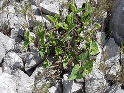 Aristolochia pistolochia1.jpg