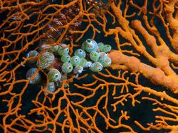 Atriolum robustum (Ascidians) growing on Melithaea sp. (Soft coral).jpg