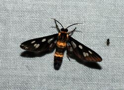 Auriculoceryx pterodactyliformis (Noctuidae- Arctiinae- Syntomini) (4185139292).jpg