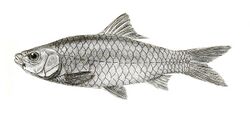 Barbus arenatus Mintern 142.jpg