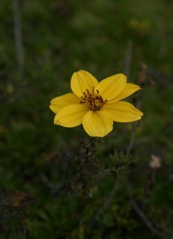 Bidens triplinervia gei.jpg