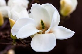 Blüte der Tulpemmagniolie.jpg