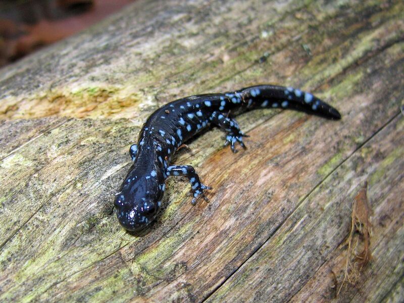 File:Blue-spotted salamander (Ambystoma laterale)01.jpg