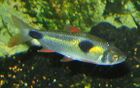 Bucktoothed Tetra.jpg