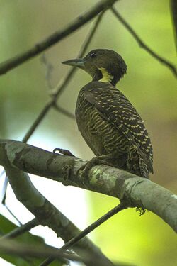 Buff-necked Woodpecker - Thailand S4E3663 (16222853798).jpg