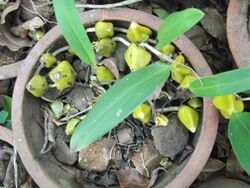 Bulbophyllum fuscopurpureum-2-bsi-yercaud-salem-India.JPG