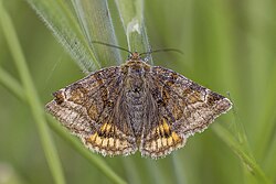 Burnet companion moth (Euclidia glyphica) Burren.jpg