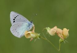 Butterfly Green-underside Blue - Glaucopsyche alexis 01.jpg