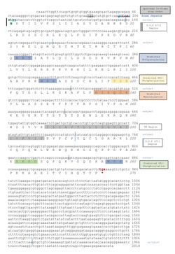 C17orf78 mRNA & DNA.pdf
