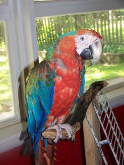 Catalina macaw.jpg