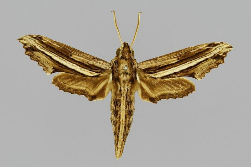 File:Centroctena imitans BMNHE812972 male up.jpg