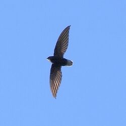 Chaetura brachyura - Short-tailed Swift.JPG