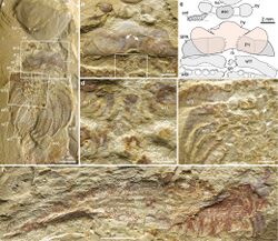Chengjiangocaris kunmingensis fossil.jpg