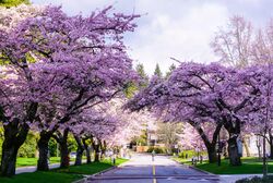 Cherryblossoms Canada 03.jpg