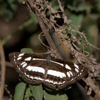 Chestnut streaked sailor Butterfly from JP Nagar Forest,Banaglore,Karnataka,India.jpg