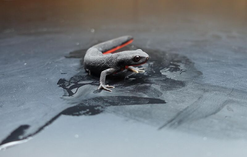 File:Chinese firebelly newt (2).jpg
