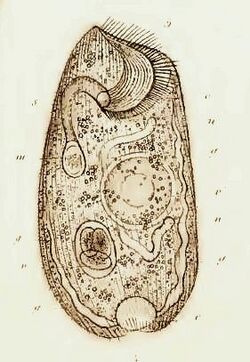 Climacostomum from Friedrich Stein.jpg