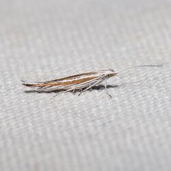 Coleophora nigrostriata 2170820.jpg