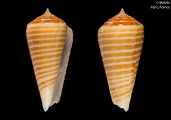 Conus hoaraui (MNHN-IM-2000-30026).jpeg