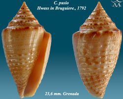 Conus pusio 1.jpg