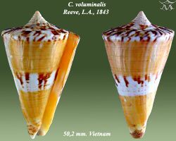 Conus voluminalis 1.jpg