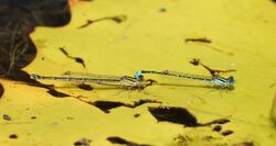 Damselfly Austroagrion watsoni f m Broadwater.jpg