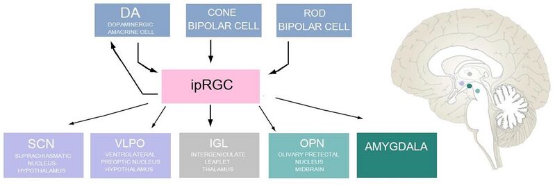 File:Diagram of inputs and outputs of ipRGC 1.jpg