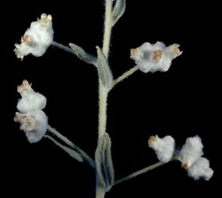 Dicrastylis doranii - Flickr - Kevin Thiele (1).jpg