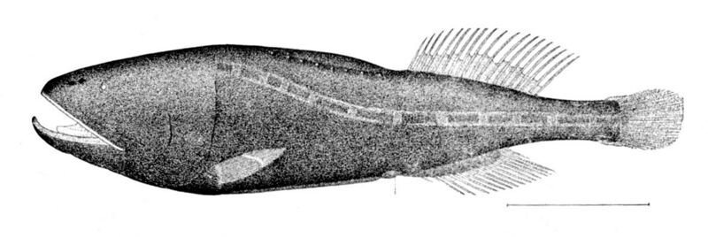 File:Ditropichthys storeri.jpg