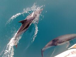 Dolphins ashdod fri 22may2009.jpg
