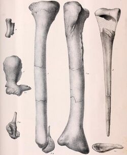 Dryptosaurus bones.jpg