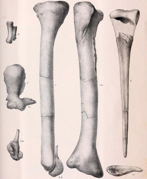 File:Dryptosaurus bones.jpg