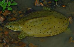 Eastern Spiny Softshell Turtle (Apalone spinifera spinifera) - Flickr - 2ndPeter.jpg