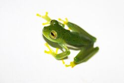 Emerald Glass Frog (Centrolene prosoblepon) lightbox.jpg