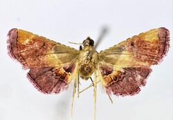 Endotricha convexa female.JPG