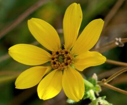 Engelmannia peristenia flower1.jpg