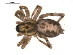 Ethobuella tuonops 1.jpg