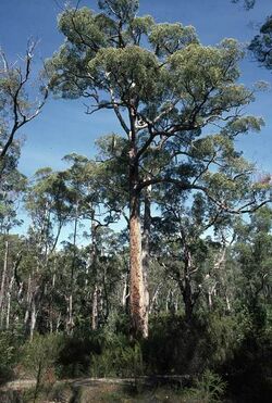 Eucalyptus brevistylis habit.jpg