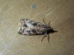 Eudonia luminatrix 57411236.jpg