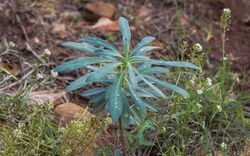 Euphorbia characias, Sète 01.jpg