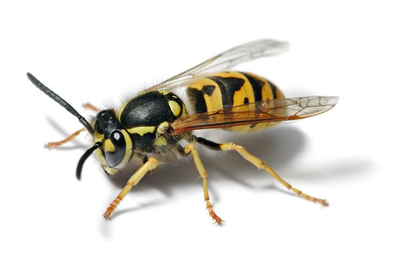 File:European wasp white bg.jpg