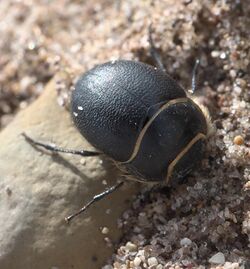 Eusattus muricatus P1080180b.jpg