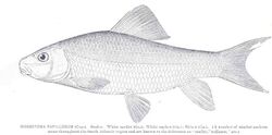 FMIB 34276 Moxostoma papillosum (Cope) Sucker White mullet (Ga) White sucker (Ga) Shiner (Ga).jpeg