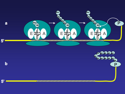 Figure 1. mRNA-Polypeptide Fusion Formation.png