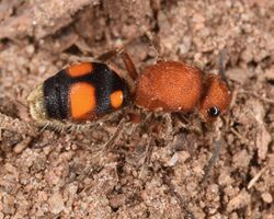 Four-spotted Velvet Ant - Dasymutilla quadriguttata ♀.jpg