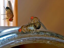 Fruit flies mating.jpg