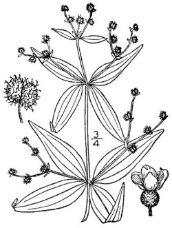 Galium lanceolatum BB-1913.png